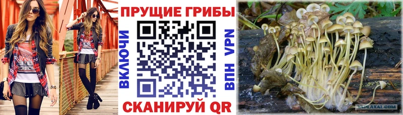 Галлюциногенные грибы Psilocybe  Володарск 